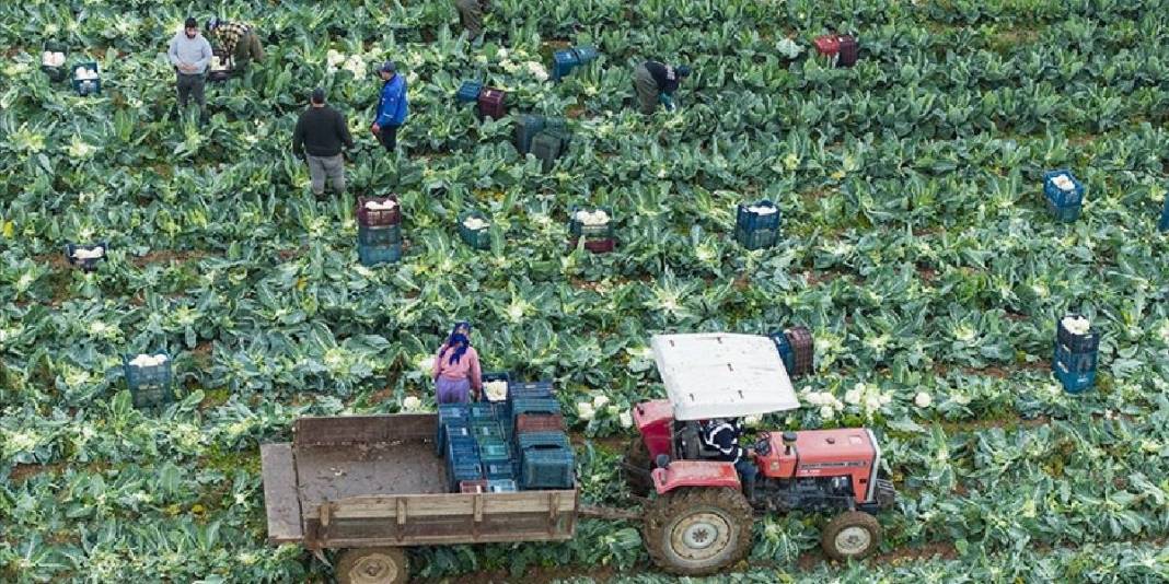 Sebze tarlalarında hasat telaşı! 1 milyon 900 bin ton üretim yapılıyor, emekler karşılığını buluyor! 4